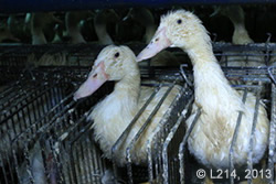 foie gras ducks