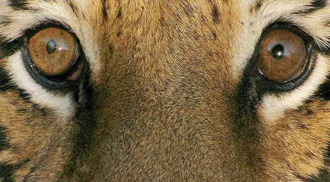 Back the new bill to ban wild animals in circuses!