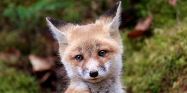 fox cub
