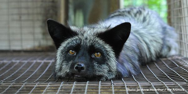 Make Britain fur free! #FurFreeBritain!