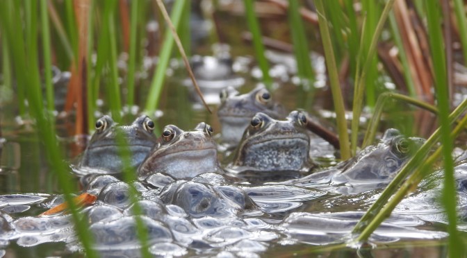 The great amphibian migration in #Todmorden