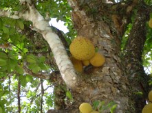 jackfruit.jpg
