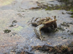 toad by Andrew Tilsley
