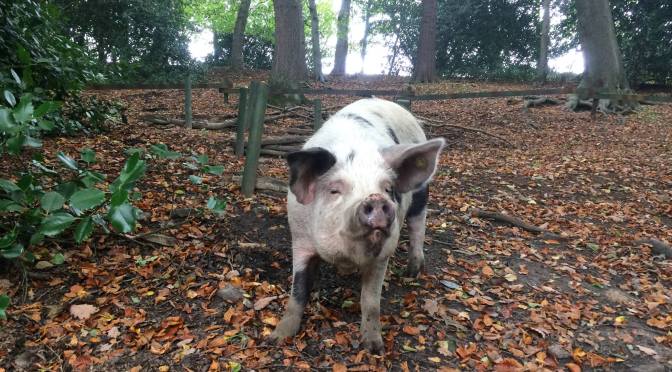 21 Apr: Visit “Pigs in the Wood” Animal Sanctuary