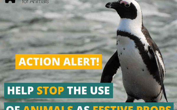 Petition: Penguins are not props!