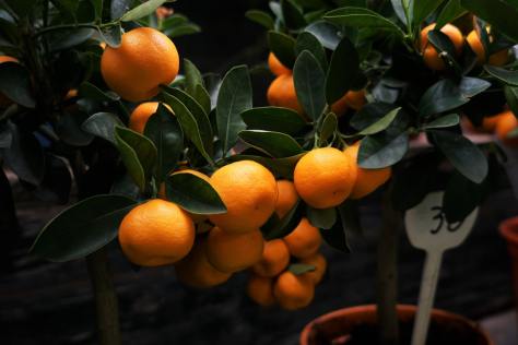 tangerines growing on a tree