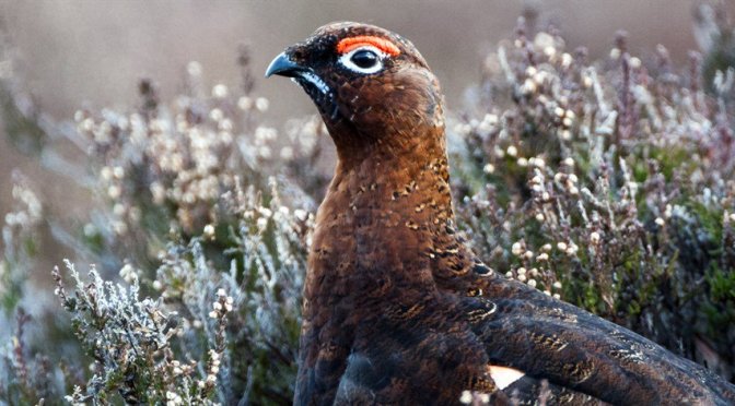 Grouse shooting: how can you help?