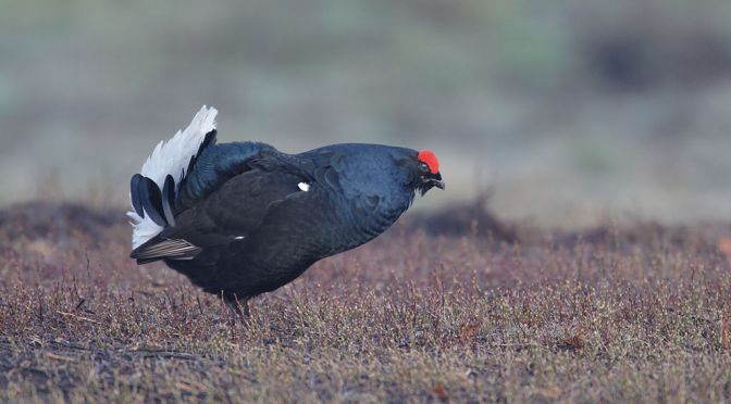 Petition: Ban Driven Grouse Shooting: Wilful blindness is no longer an option