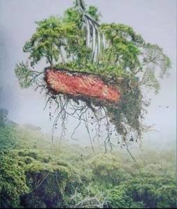 Animal Rebellion meat art