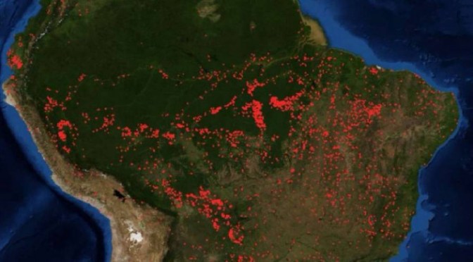 Burning down the Amazon: meat and dairy at the root of it
