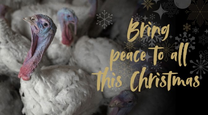 7 Dec: Peace at Christmas, stall in #HebdenBridge