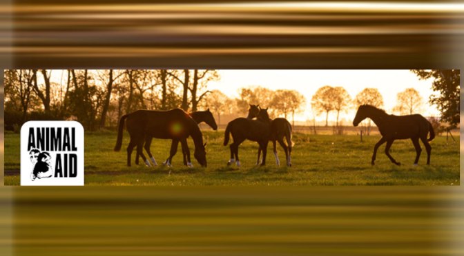 Horses slaughtered in the UK: petition from Animal Aid