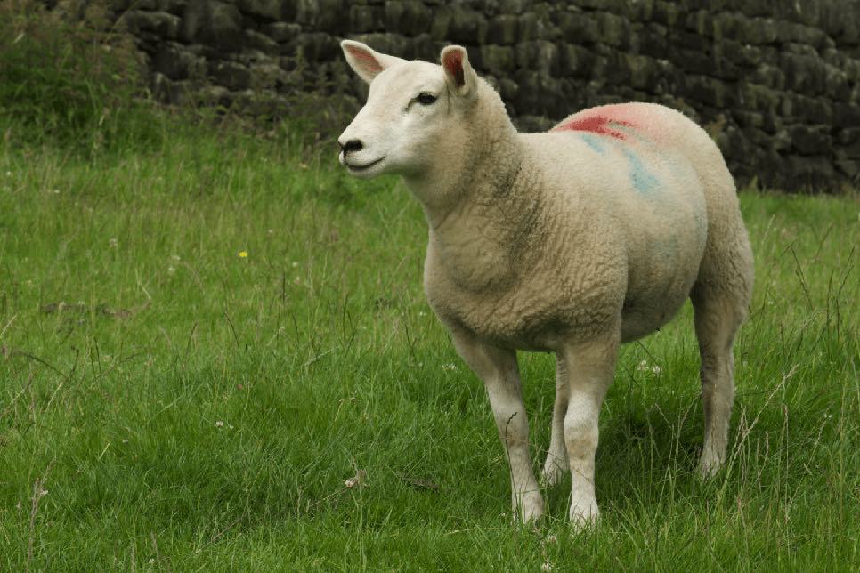 Sheep in Todmorden