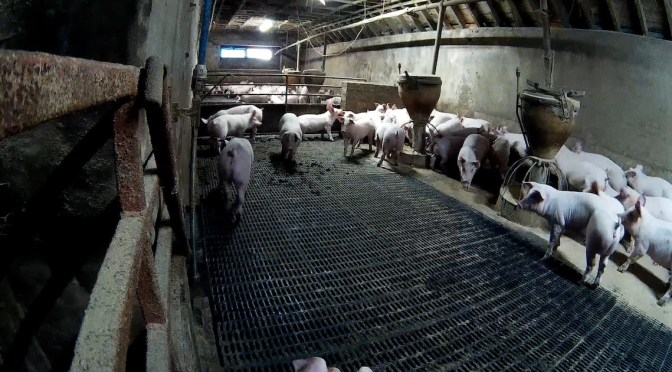 “Bet you’d love a bacon sandwich”