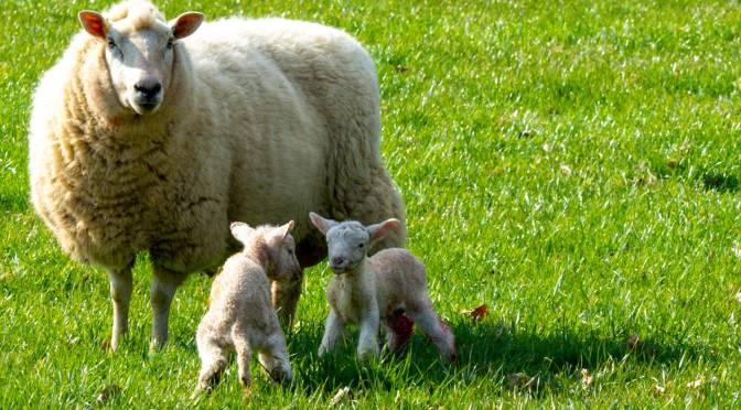 A hole in Calderdale Council’s Draft Climate Action Plan needs plugging